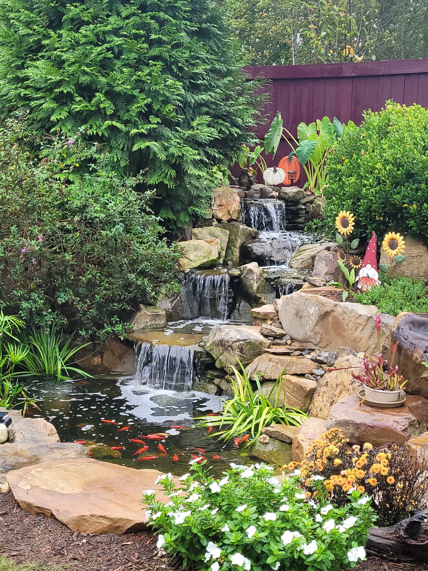 8x11 pond with waterfall, Chapel Hill, built by iPond and Landscapes