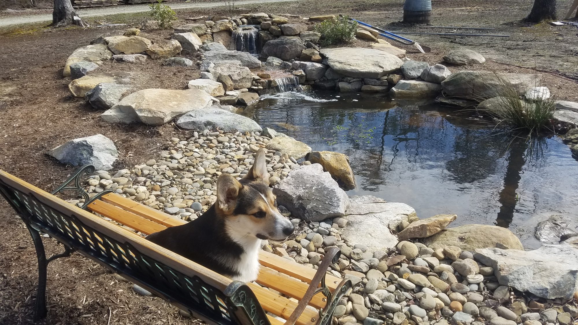 New pond before plantings fill in, Chapel Hill, built by iPond and Landscapes