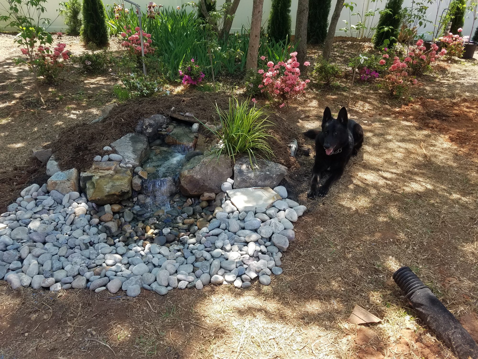 Pondless waterfall with the family dog, Raleigh, built by iPond and Landscapes